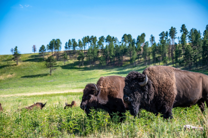 custer state park bison